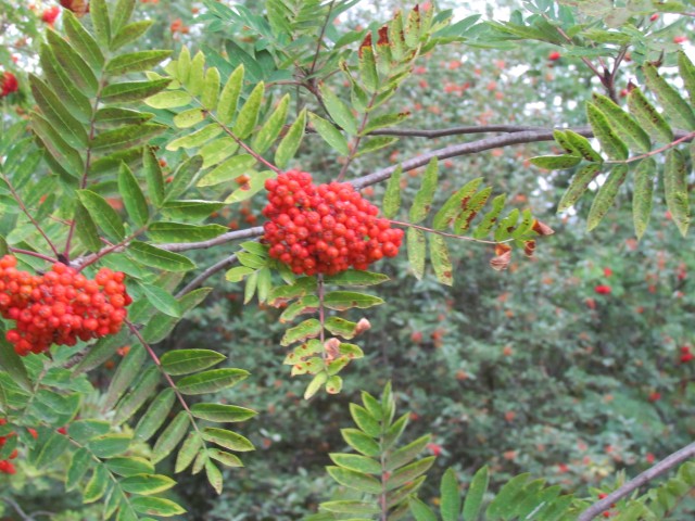 Sorbus aucuparia CopenhagenBGSorbusAucucarpaFruit2.JPG