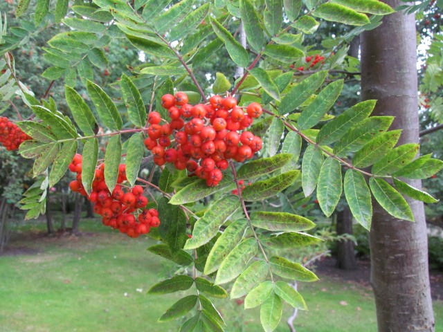 Sorbus aucuparia CopenhagenBGSorbusAucupariaAmericanaFruit.JPG