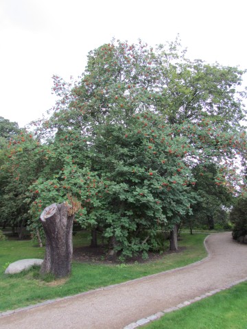 Sorbus meinichii CopenhagenBGSorbusMeinichii.JPG