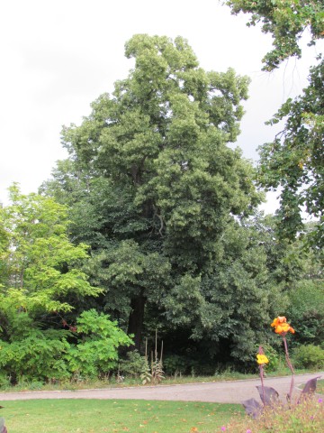 Tilia euchlora CopenhagenBGTiliaEuchorla2.JPG