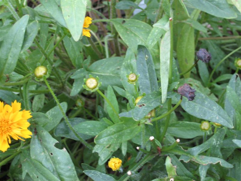Coreopsis grandiflora Coreopsis_grandiflora_plant.JPG