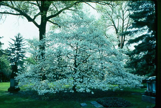 Picture of Cornus florida 'Grovflor' Spring Grove� Spring Grove Flowering Dogwood