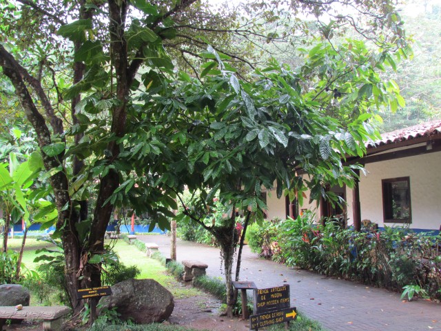 Theobroma cacao CostaRicaCacaoPlant2.JPG