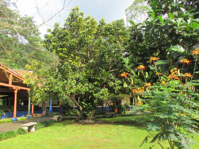 Persea americana CostaricaPerseaAmericanaAvocado.JPG