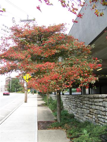 Picture of Crataegus phaenopyrum  Washington Hawthorn