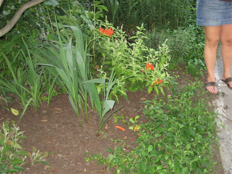 Crocosmia crocosmiiflora Crocosmia_crocosmiiflora.JPG