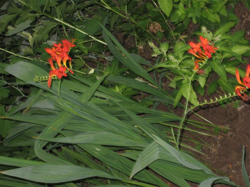 Crocosmia crocosmiiflora Crocosmia_crocosmiiflora_plant.JPG