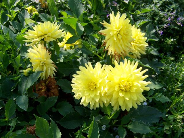 Picture of Dahlia  'XXL Durango'  XXL Durango Dahlia