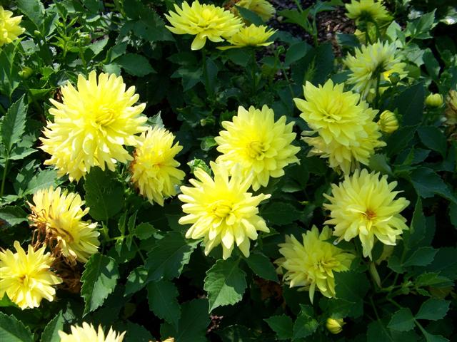 Picture of Dahlia  'XXL Durango'  XXL Durango Dahlia