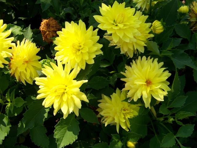 Picture of Dahlia  'XXL Durango'  XXL Durango Dahlia