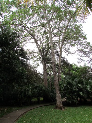 Erythrina poeppigiana ErythrinaPoeppigianaPoro.JPG