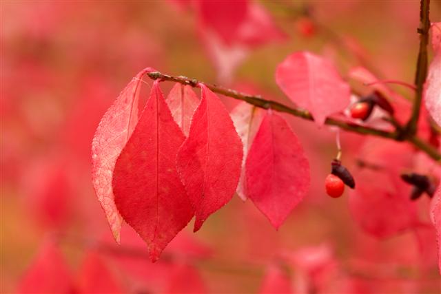 Picture of Euonymus alatus 'Compactus' Compact Burning Bush