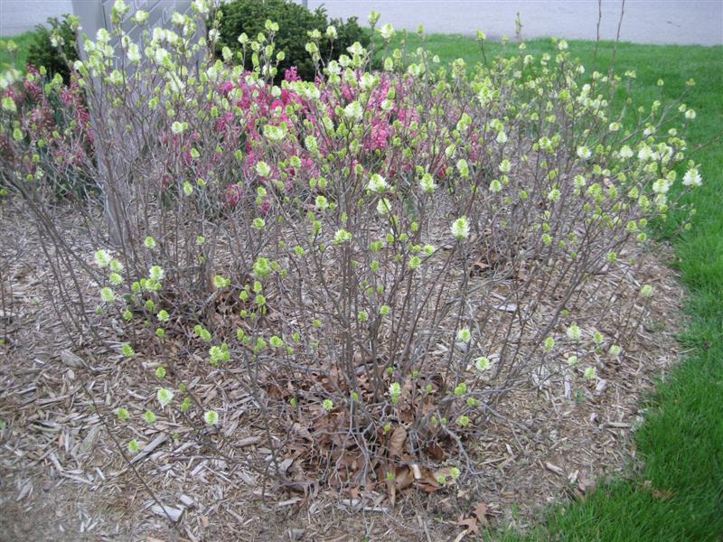 Fothergilla gardenii Fothergilla_30.JPG