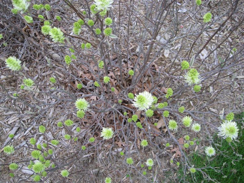 Fothergilla gardenii Fothergilla_31.JPG