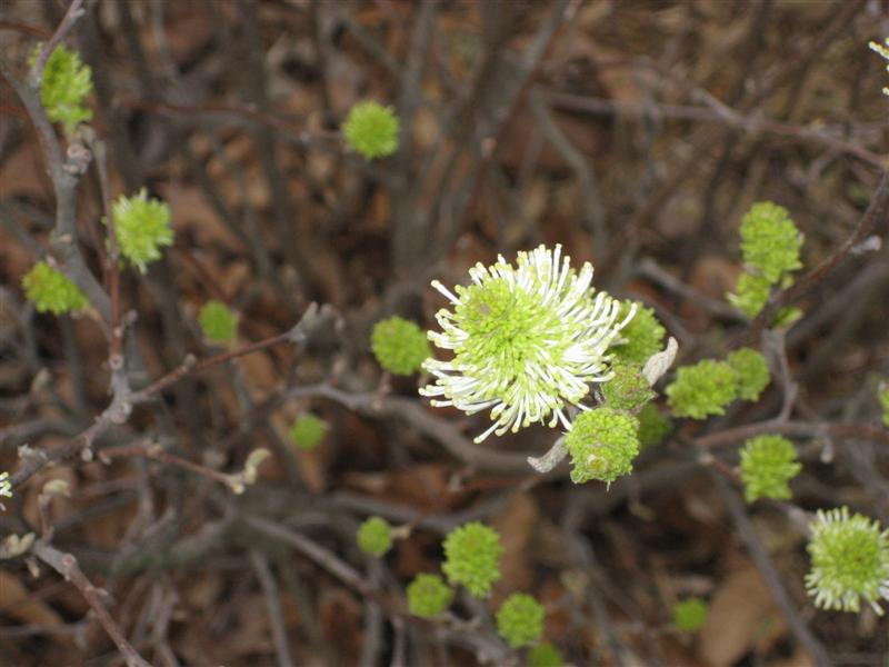 Fothergilla gardenii Fothergilla_32.JPG
