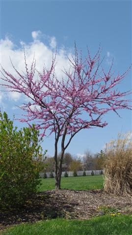 Cercis canadensis GoodShepherdCercisCanadensis2.JPG