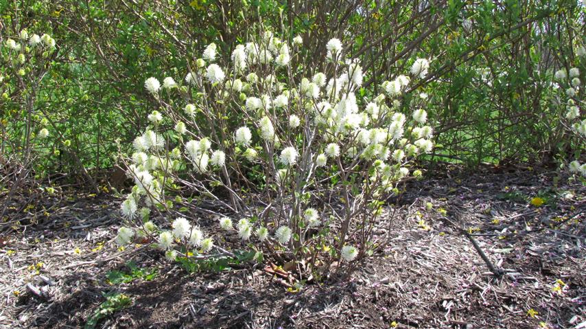 Fothergilla gardenii GoodShepherdFothergilla1.JPG