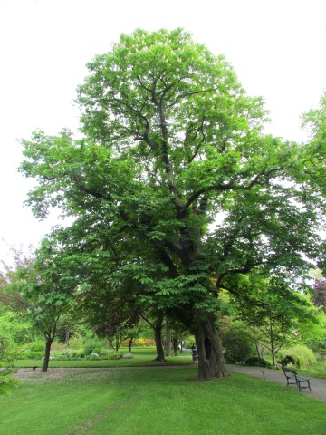 Aesculus hippocastanum HalifaxAesculusHippocostanum.JPG