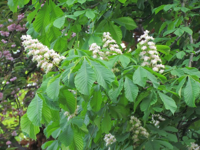 Aesculus hippocastanum HalifaxAesculusHippocostanum2.JPG