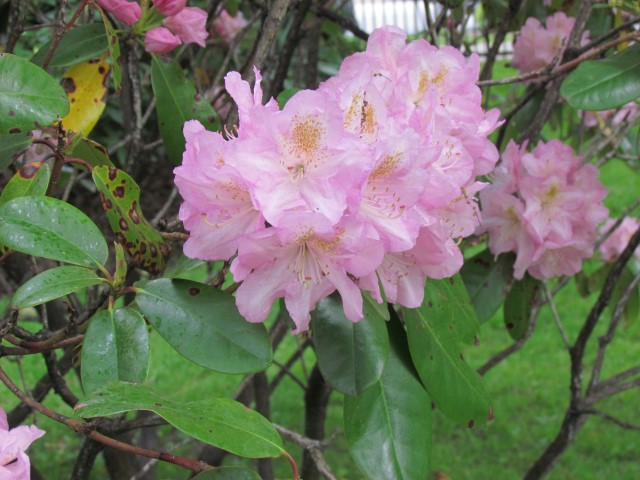 Rhododendron x scintillation HalifaxRhododendronDexterFlower1.JPG