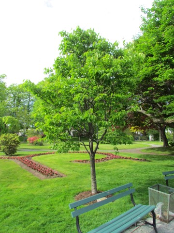 Syringa reticulata HalifaxSyringa.JPG