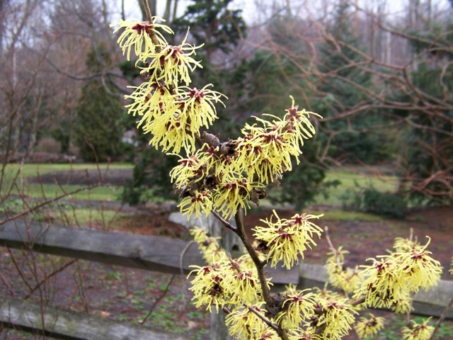 Picture of Hamamelis x intermedia 'Pallida' Pallida Witchhazel