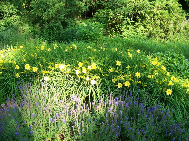 Picture of Hemerocallis  'Happy Returns' Happy Returns Daylily