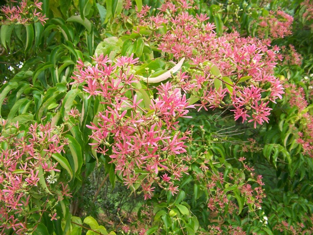 Picture of Heptacodium miconioides  Seven-son Flower