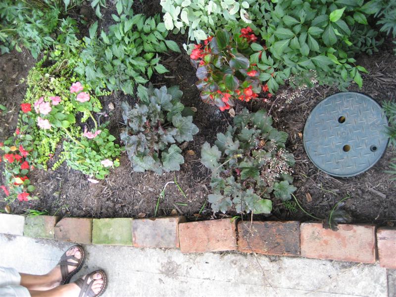 Heuchera sanguinea Heuchera_sanguinea_two_plants.JPG