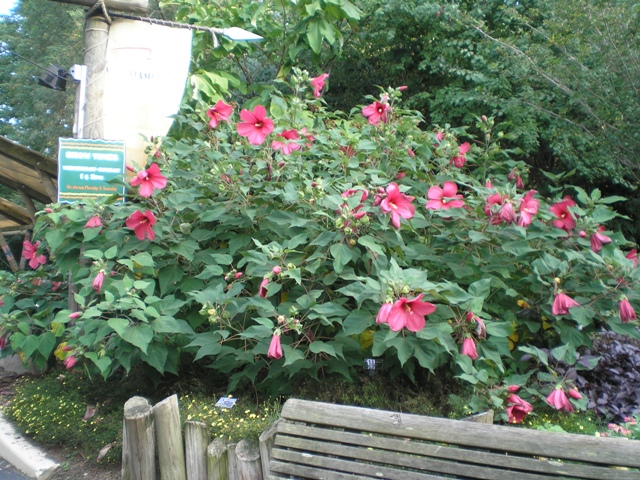 Hibiscus x HibiscusMoyGrande.JPG