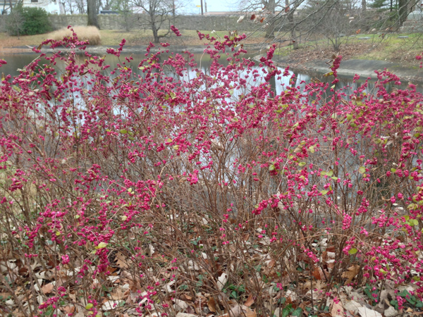 Symphoricarpos x chenaultii IMG_7815.jpg