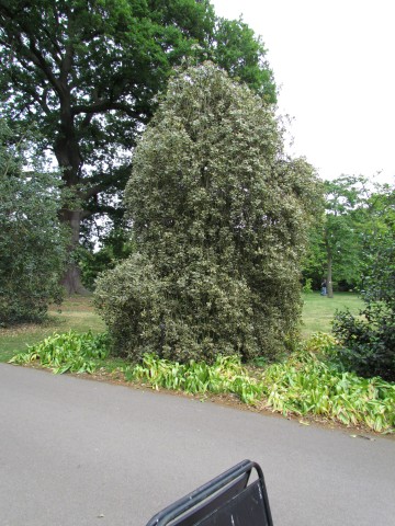 Ilex aquifolium IlexAquifoliumArgenteaMarginataPendualFull2.JPG