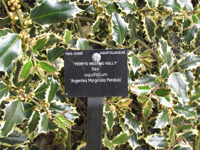 Ilex aquifolium IlexAquifoliumArgenteaMarginataPendulaLabel.JPG
