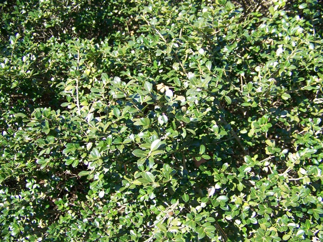 Ilex crenata IlexcrenataGreenLustrefoliage.JPG