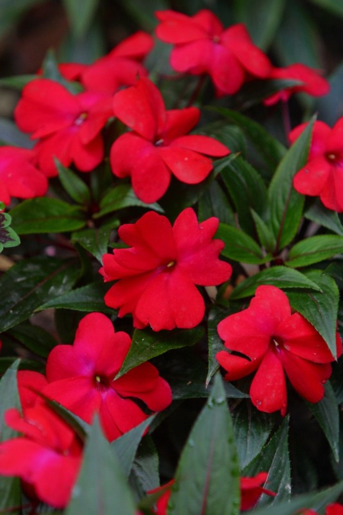 Picture of Impatiens hawkeri 'Infinity� Cherry Red' Infinity� Cherry Red New Guinea Impatiens