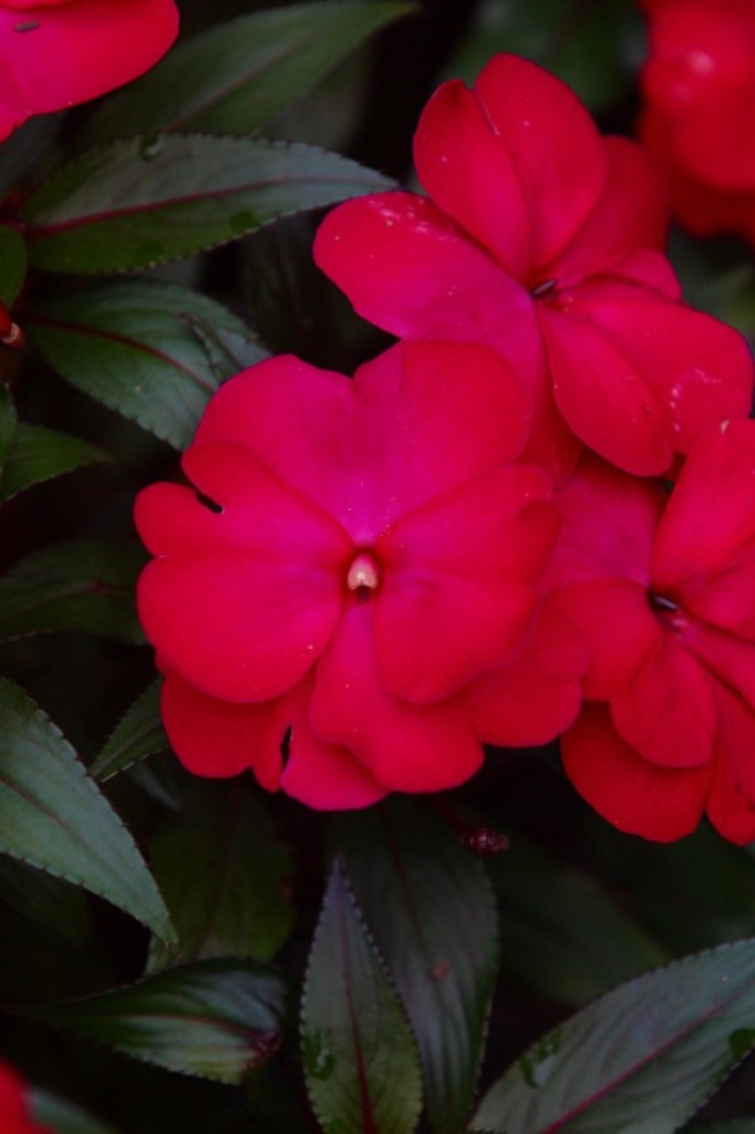 Picture of Impatiens x hawkeri 'Infinity� Ruby Flash' Infinity� Ruby Flash Impatiens