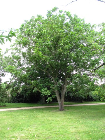 Juglans cinerea JuglansCineraCUBG2.JPG