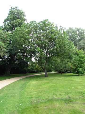 Juglans cinerea JuglansCinereaCUBG1.JPG