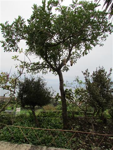 Kigelia africana KigeliaAfricanaFull.JPG