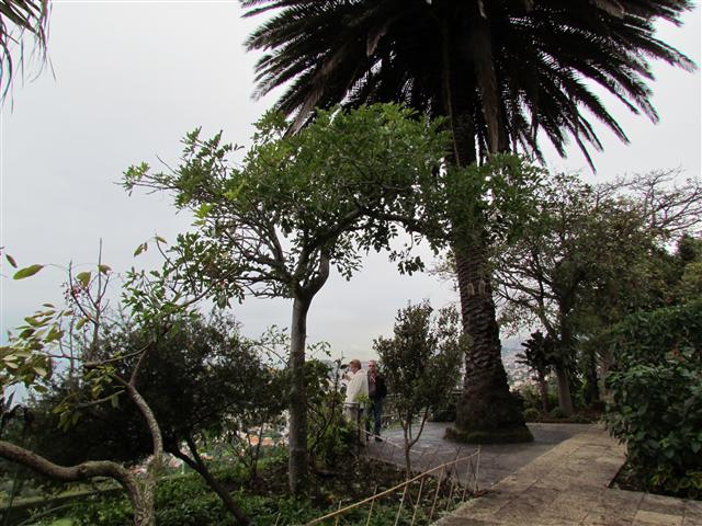 Kigelia africana KigeliaAfricanaFull2.JPG