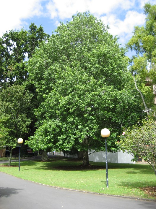 Liquidambar styraciflua Liquidamber_styraciflua_full_University_of_Auckland.jpg
