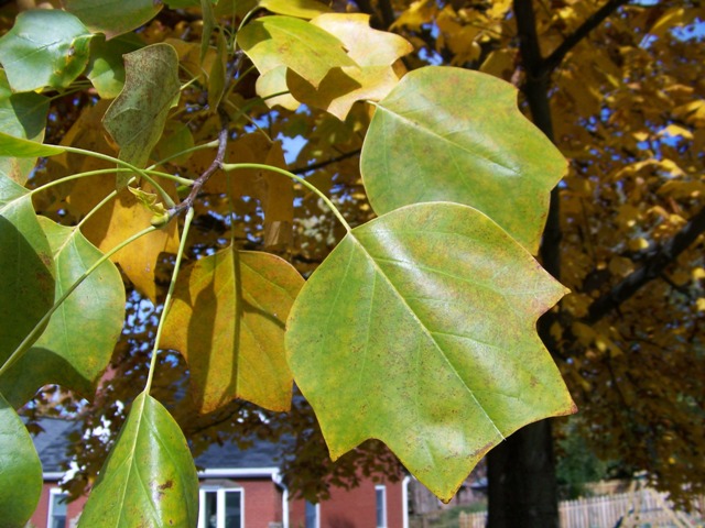 Picture of Liriodendron tulipifera  Tulip Poplar or Tuliptree