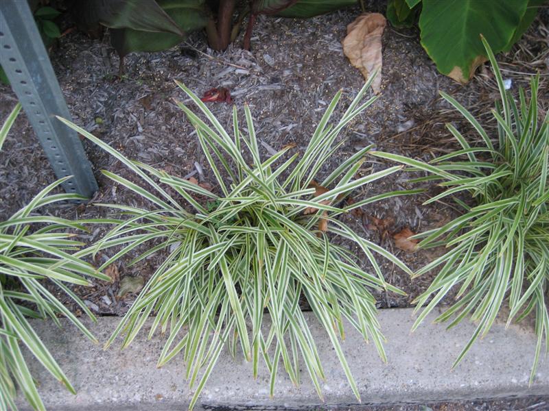 Liriope muscari Liriope_spicata_top.JPG