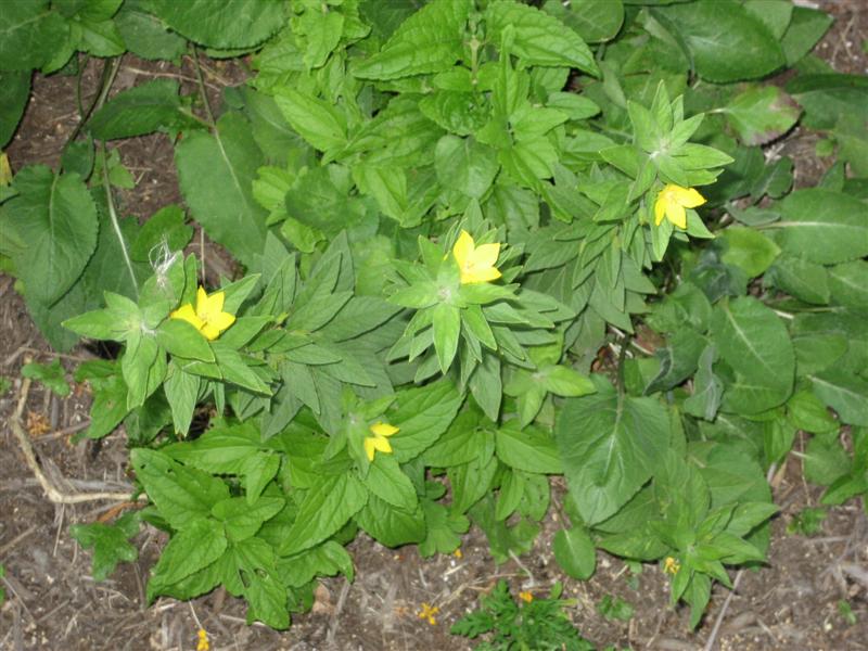 Lysimachia punctata Lysimachia_punctata_plant.JPG