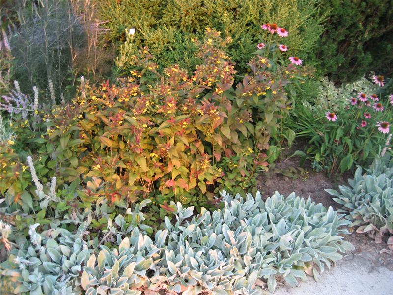 Lysimachia punctata Lysimachia_punctata_purple_leaves_distance.JPG