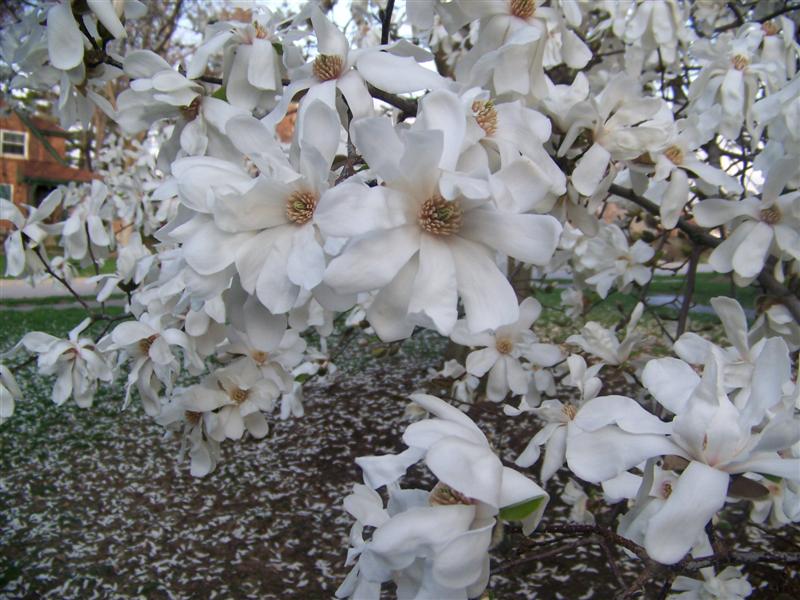 Picture of Magnolia x loebneri 'Merrill' Merrill Magnolia