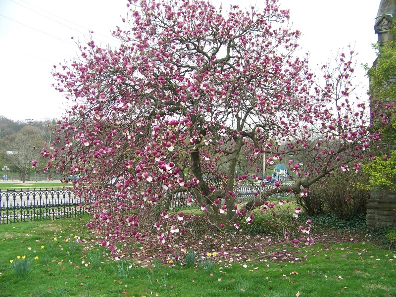 Magnolia x soulangeana Mag_Lennei_tree.jpg
