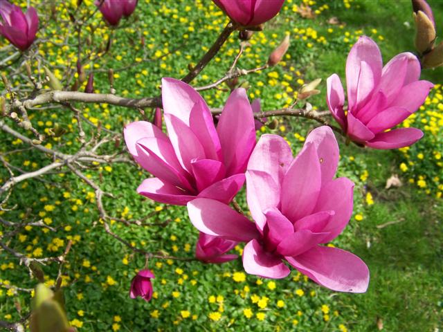 Picture of Magnolia x 'Ann' Ann Magnolia