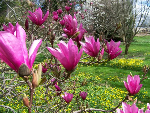 Picture of Magnolia x 'Ann' Ann Magnolia