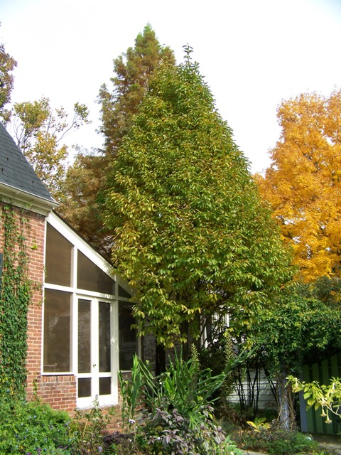 Picture of Magnolia x 'Wadas Memory' Wadas Memory Magnolia